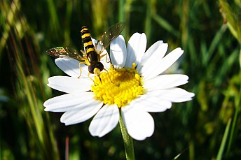 Sphaerophoria scripta