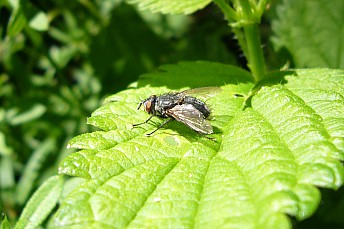 Mosca