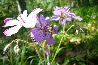 P1020274