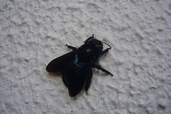 Abejorro de la madera (Xylocopa violácea)