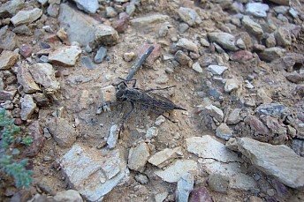 Erax barbatus