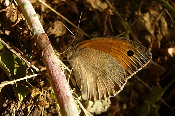 P1040087