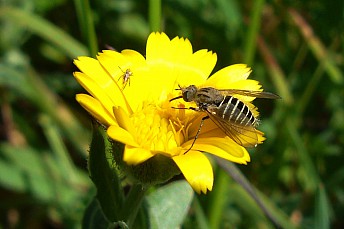 Mosca abeja (Parageron incisus)