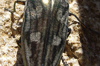 Escarabajo del pino (Chalcophora mariana)