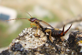 Tijereta común (Forficula auricularia)