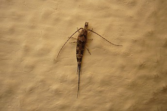 Arqueognato (Archaeognatha)