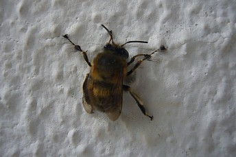 P1050887
