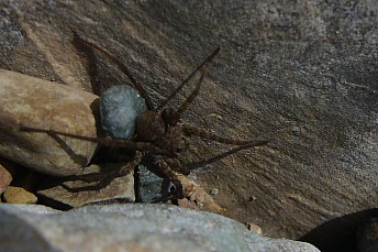 Pardosa proxima