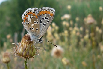 Aricia agestis