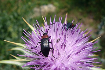 Toros de sol (Heliotaurus ruficollis)