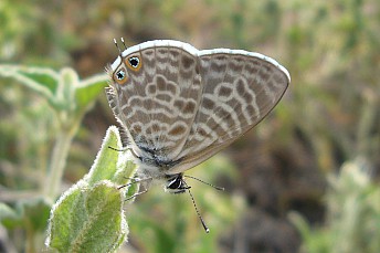Lampides boeticus