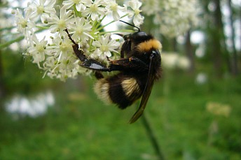 Abejorro (Bombus)