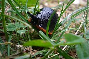 Limaco