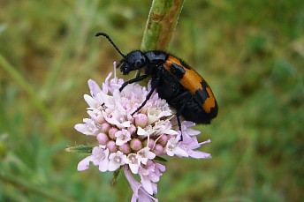 Mylabris variabilis