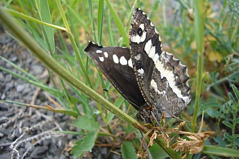 Limenitis reducta