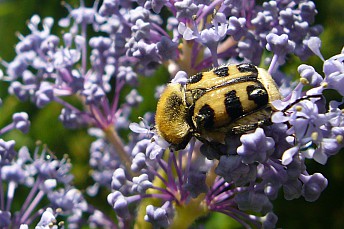 Trichius zonatus