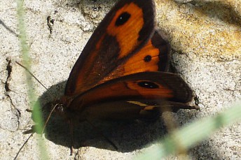 P1070454