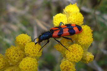 Mylabris pustulata