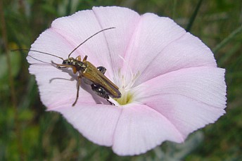 Oedemera nobilis