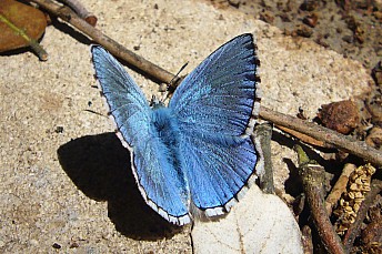 Mariposa azul (polyommatus bellargus)