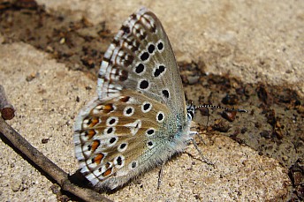 Mariposa Polyommatus Bellargus con alas cerradas