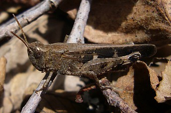 Aiolopus strepens
