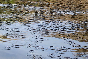 Chinche de agua o patinador (Hydrometra stagnorum)
