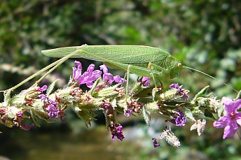 Tettigonia viridissima Linnaeus