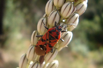 Chinche rojo (Lygaeus equestris)