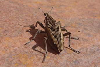 Coniocleonus excoriatus