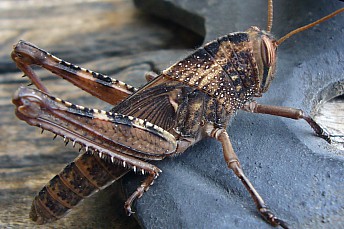 Chorthippus Jacobsi