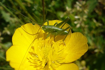 Leptophyes punctatissima