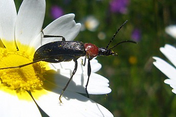Heliotaurus ruficollis
