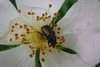 Paratriodonta alicantina