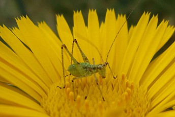 Saltamontes punteado (Leptophyes punctatissima)