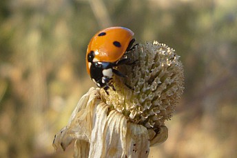 Coccinella_septempunctata