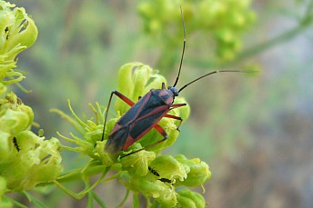 Hadrodemus noualhieri