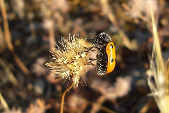 Lachnaia italica