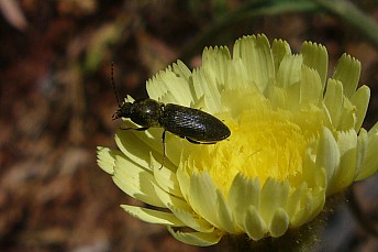 Carabus