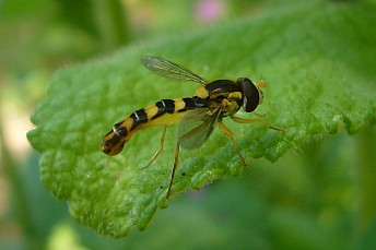 Sphaerophoria scripta