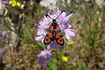 Zigaena Carniolica