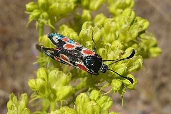 Zygaena occitanica