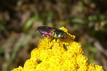 Anthaxia scutellaris