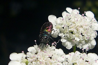 Anthaxia scutellaris