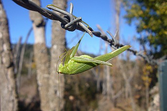 Saltamontes verde común (Tettigonia viridissima Linnaeus)
