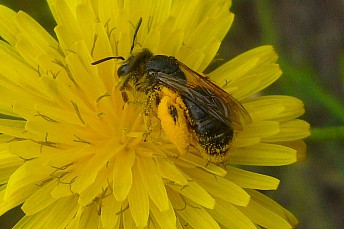 Abeja con polen adosado