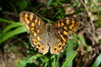 Mariposa de los muros (Pararge aegeria)