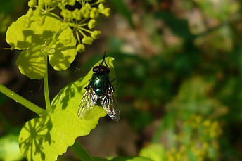 Phaenicia Sericata