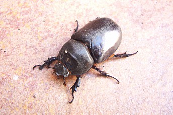 Phyllognathus excavatus