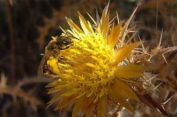 Polen adosado al cuerpo de una abeja